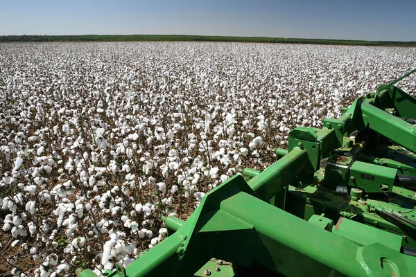 Campos de algodão — Fotografia de Stock