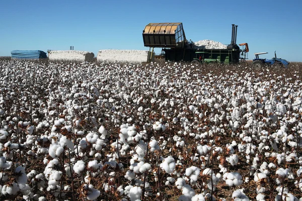 Campos de algodón — Foto de Stock