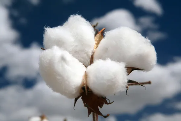 Cotton fields — Stock Photo, Image