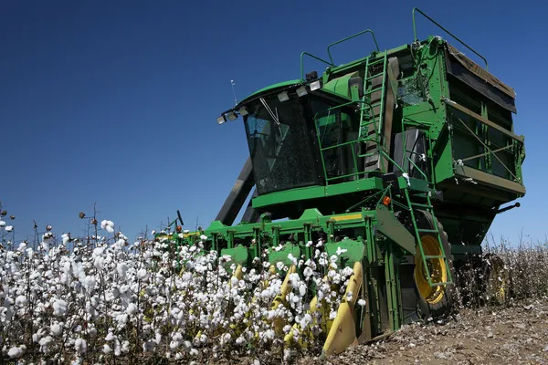 Cotton fields — Stock Photo, Image