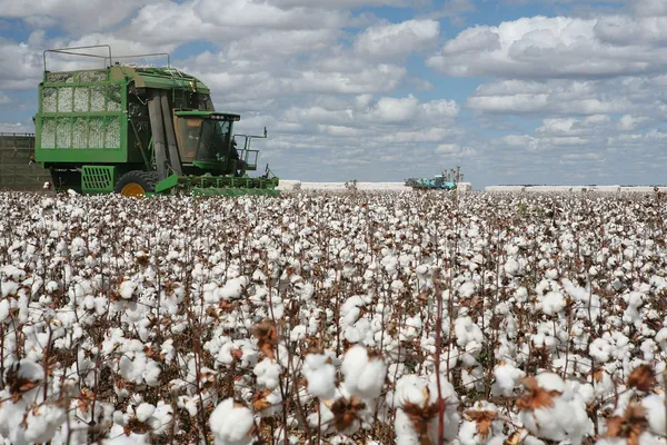 Cotton fields — Stock Photo, Image