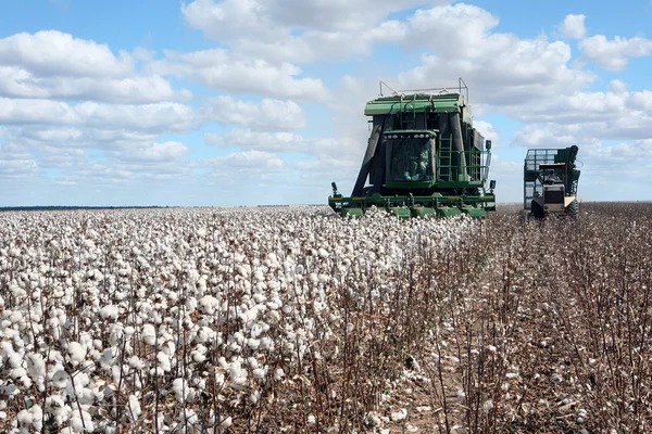 Campos de algodão — Fotografia de Stock