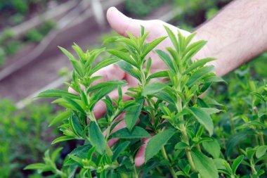 Stevia plantation sınaî kullanım için