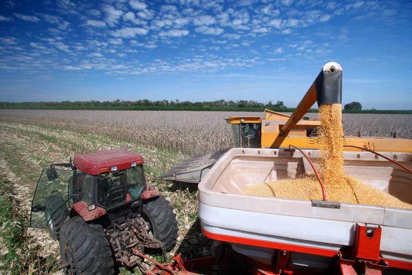 Corn harvest — Stock Photo, Image
