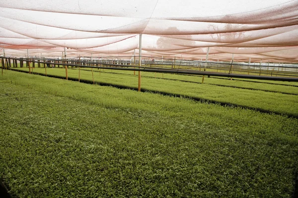 Stevia en invernadero — Foto de Stock