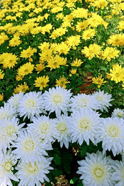 Chrysanthemen Anbau Kleinen Ländlichen Anwesen Der Landschaft Brasiliens — Stockfoto