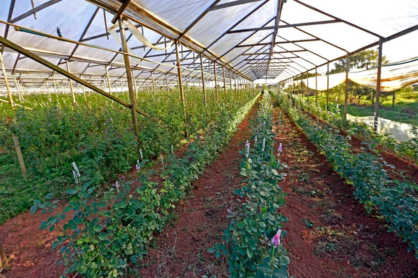 Cultivo Rosas Pequena Propriedade Rural Interior Brasil — Fotografia de Stock