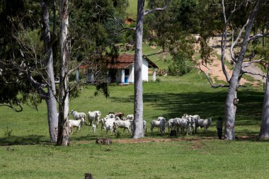 Nelore sığırlarının ağaçların ve çiftlik işçilerinin evlerinin altında olduğu kırsal alan. Sao Paulo Eyaleti, Brezilya
