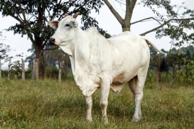 Yeşil çimlerde Nelore sığırlarına yakın çekim. Sao Paulo Eyaleti, Brezilya