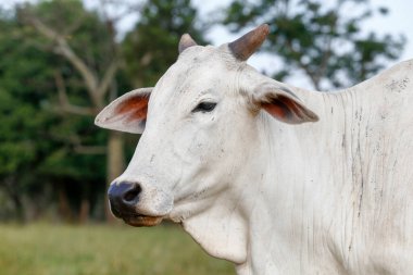Yeşil çimlerde Nelore sığırlarına yakın çekim. Sao Paulo Eyaleti, Brezilya