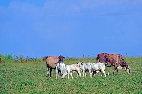 Paisagem Rural Com Gado Grama Céu Azul São Paulo Brasil — Fotografia de Stock