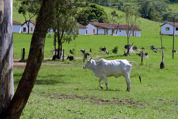 Paysage Rural Avec Nelore Bétail Sous Les Arbres Les Maisons — Photo