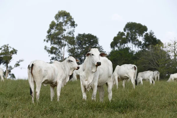 Paisagem Rural Com Gado Pasto Verde Árvores São Paulo Brasil — Fotografia de Stock