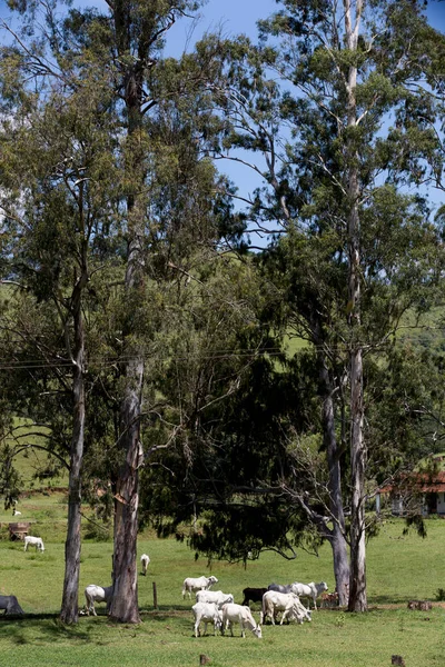 Paisagem Rural Com Gado Pasto Verde Árvores São Paulo Brasil — Fotografia de Stock