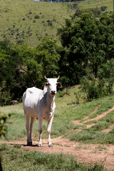 Primer Plano Del Ganado Nelore Sobre Hierba Verde Estado Sao — Foto de Stock