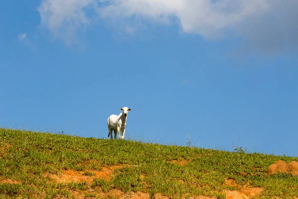 Paesaggio Rurale Con Bestiame Erba Cielo Blu Stato San Paolo — Foto Stock