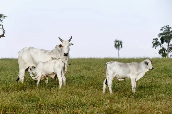 Closeup Nelore Cattle Green Grass Sao Paulo State Brazil — Stock Photo, Image