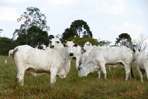 Closeup Nelore Cattle Green Grass Sao Paulo State Brazil — Stock Photo, Image