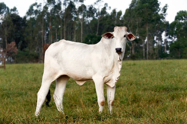 Крупный План Нелорского Рогатого Скота Зеленой Траве Сан Паулу Бразилия — стоковое фото