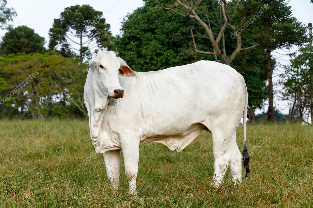 Nelore cattle in green pasture. Brazil