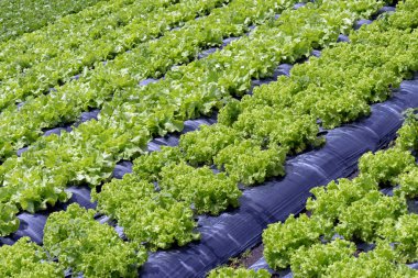 Brezilya çiftliğindeki büyük marul tarlası manzarası. Sao Paulo Eyaleti, Brezilya