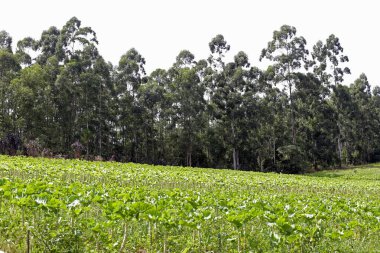 Brezilya 'nın Sao Paulo eyaletinin kırsal kesiminde geniş lahana tarlaları görülüyor.