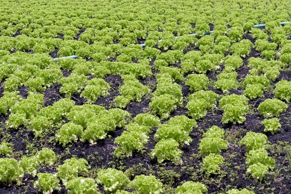 Duży Widok Plantację Sałaty Brazylijskim Gospodarstwie Stan Sao Paulo Brazylia — Zdjęcie stockowe