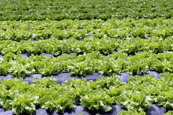 Velký Pohled Výsadbu Salátu Brazilské Farmě Sao Paulo Brazílie — Stock fotografie