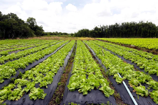 Grande Vue Plantation Laitue Dans Ferme Brésilienne État Sao Paulo — Photo