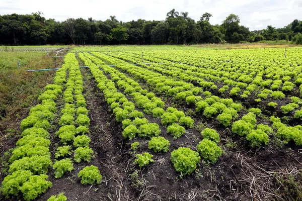 Große Ansicht Der Salatplantage Einem Brasilianischen Bauernhof Bundesstaat Sao Paulo — Stockfoto