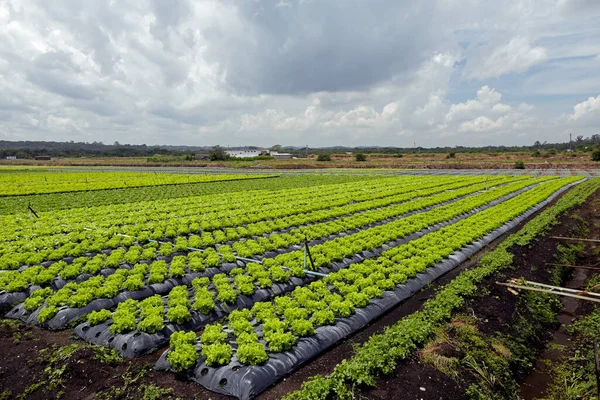 Groot Uitzicht Sla Plantage Braziliaanse Boerderij Sao Paulo Brazilië — Stockfoto