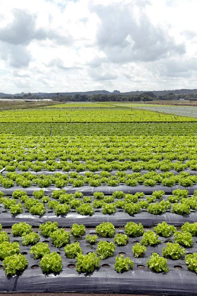 Velký Pohled Výsadbu Salátu Brazilské Farmě Sao Paulo Brazílie — Stock fotografie