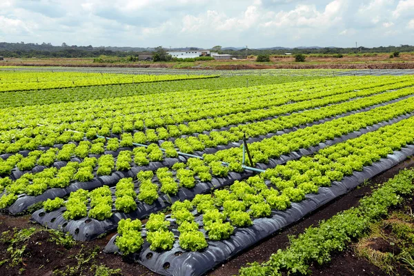 大观巴西农场的生菜种植园 巴西圣保罗州 — 图库照片