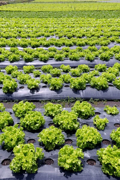 Velký Pohled Výsadbu Salátu Brazilské Farmě Sao Paulo Brazílie — Stock fotografie
