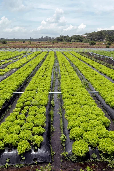 Duży Widok Plantację Sałaty Brazylijskim Gospodarstwie Stan Sao Paulo Brazylia — Zdjęcie stockowe