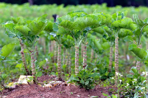 关闭巴西圣保罗州农村的卷心菜种植园 — 图库照片