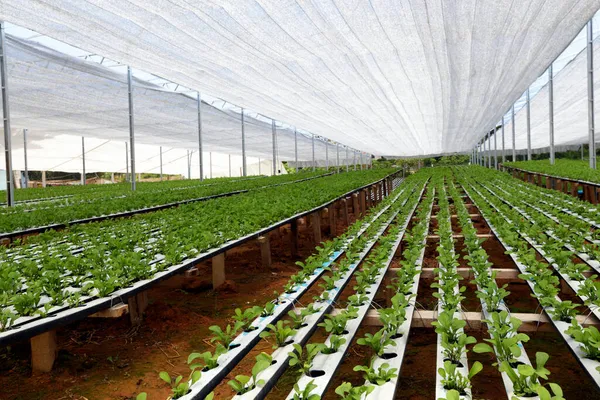 Arugula Plantage Door Hydrocultuur Systeem Brazilië — Stockfoto