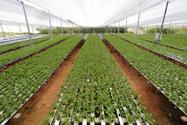 Plantación Rúcula Por Sistema Hidropónico Brasil — Foto de Stock