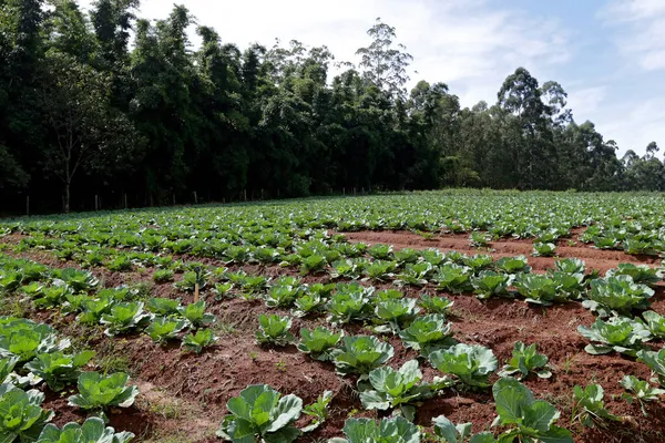 Plantation Choux Dans Une Ferme Familiale État Sao Paulo Brésil — Photo