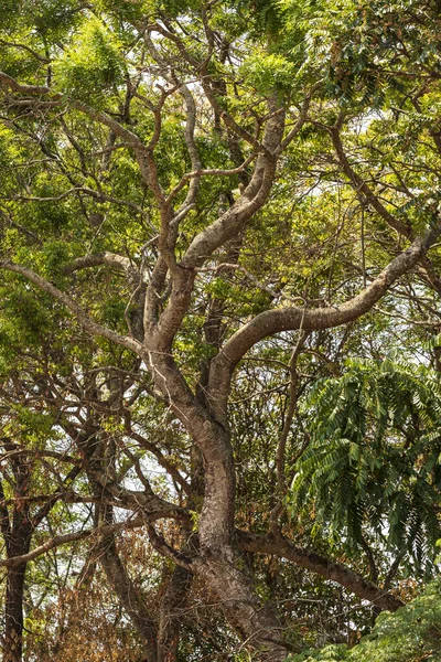 Дерево Скрученными Ветвями Тропических Лесах Бразилии — стоковое фото