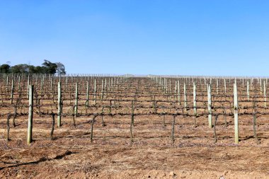 Dinlenme döneminde geniş bir üzüm tarlası manzarası vardı. Sao Paulo Eyaleti, Brezilya