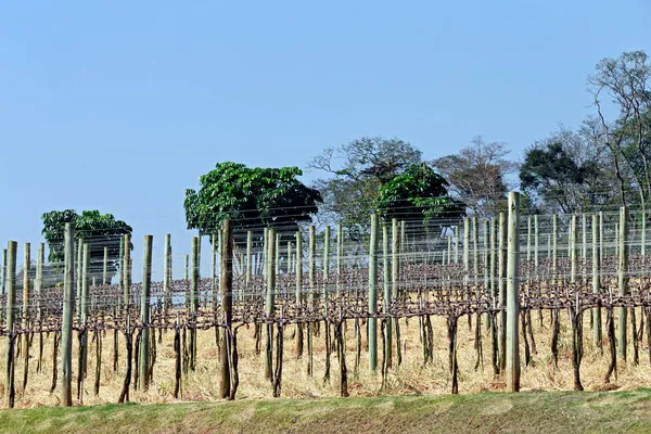 全景葡萄人工林在休眠期 巴西圣保罗州 — 图库照片