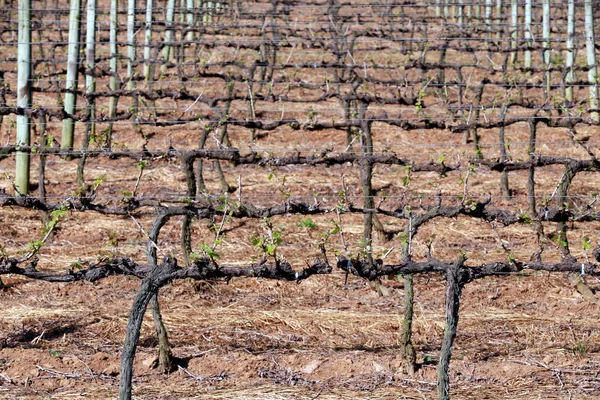 Grapevine Closeup Rest Period Sao Paulo State Brazil — Stock Photo, Image