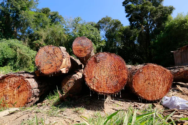 Empilement Grumes Bois Dans Scierie Pour Production Planches Bois Sous — Photo