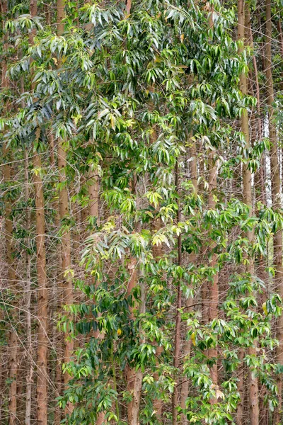 Eukalyptusplantage För Industriellt Bruk Sao Paulo Staten Brasilien — Stockfoto