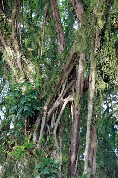 Фиг Дерево Растение Рода Фикус Одно Крупнейших Растительном Королевстве 750 — стоковое фото