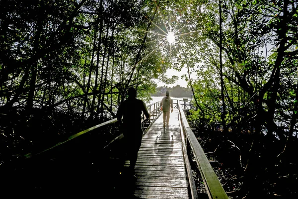 Salvador Bahia Brésil Février 2016 Mangrove Est Écosystème Côtier Typique — Photo