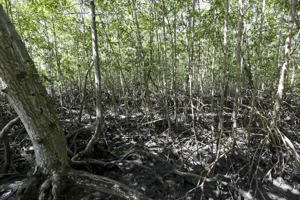 Mangrove Jest Typowym Ekosystemem Wybrzeża Powiązanym Brzegami Ujścia Rzek Lagunów — Zdjęcie stockowe