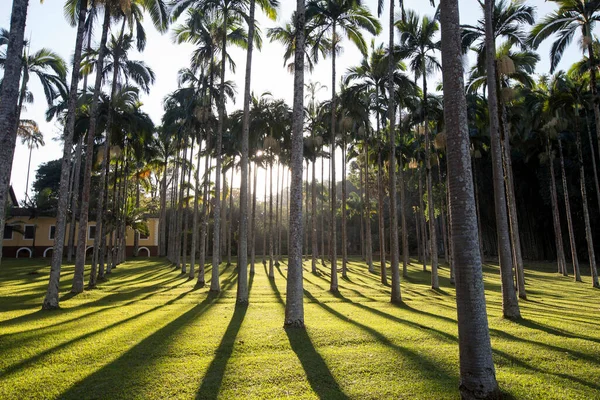 Palmträdgård Bakgrundsbelysning Med Skuggor Gräs Gulnade Solstrålar Sao Paulo Staten — Stockfoto