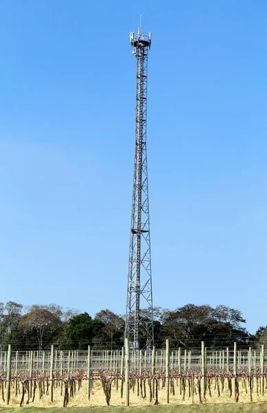 Torre Celular Plantación Uva Bajo Cielo Azul Ciudad Sao Roque —  Fotos de Stock